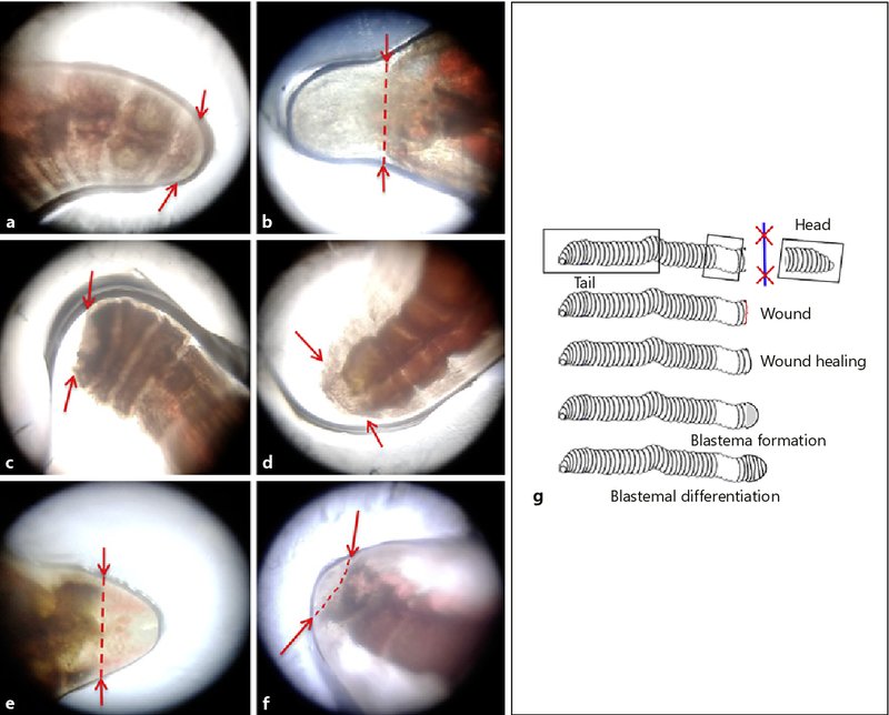 Understanding Earthworm Regeneration