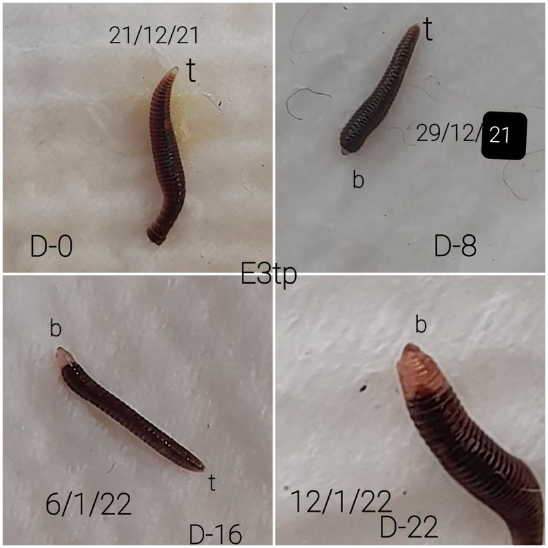 Understanding Earthworm Regeneration