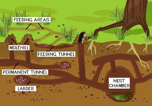 Understanding Earthworm Tunnels And Soil Structure