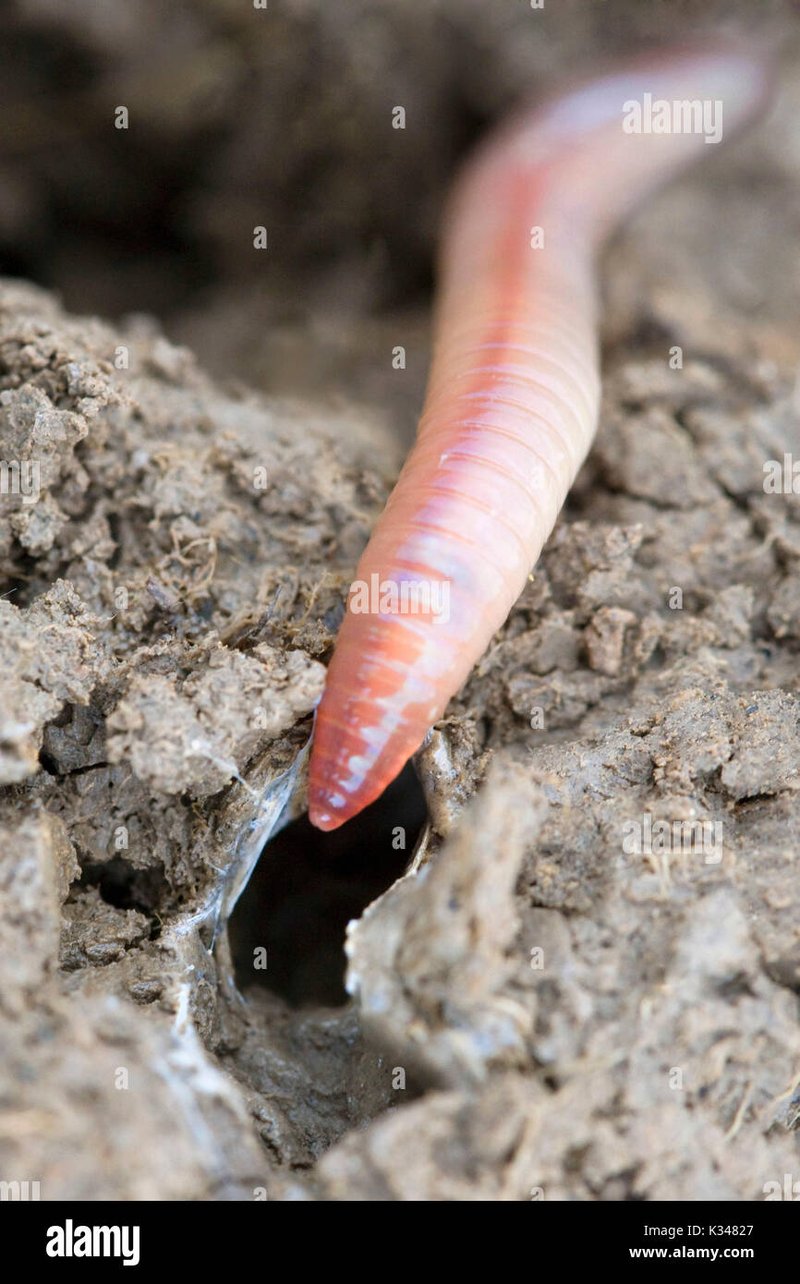 Understanding Earthworm Tunnels And Soil Structure