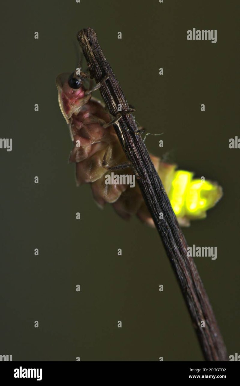 Understanding Glow Worm Mating Behavior