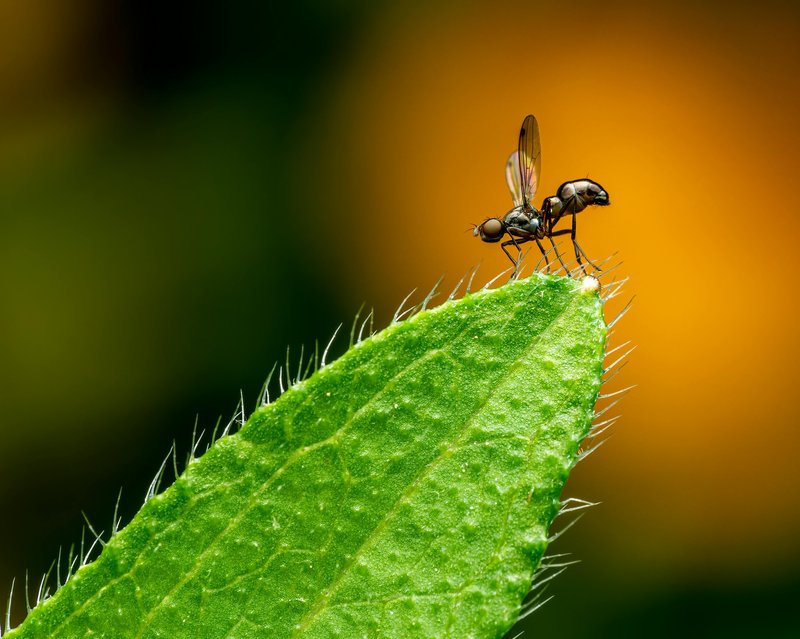 Understanding How Botflies Select Their Hosts