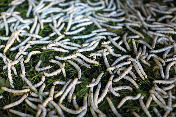 Understanding Silk Yield Per Silkworm Breed