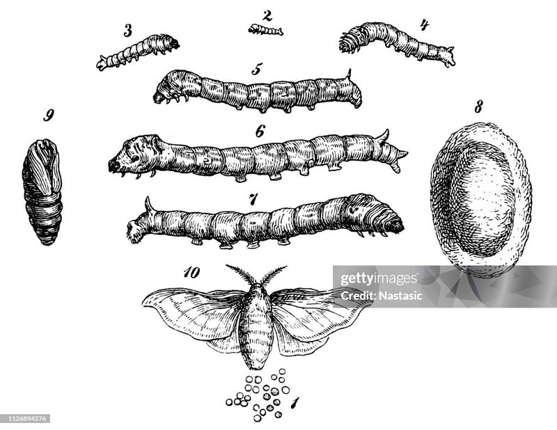 Understanding Silkworm Sleep And Rest Phases
