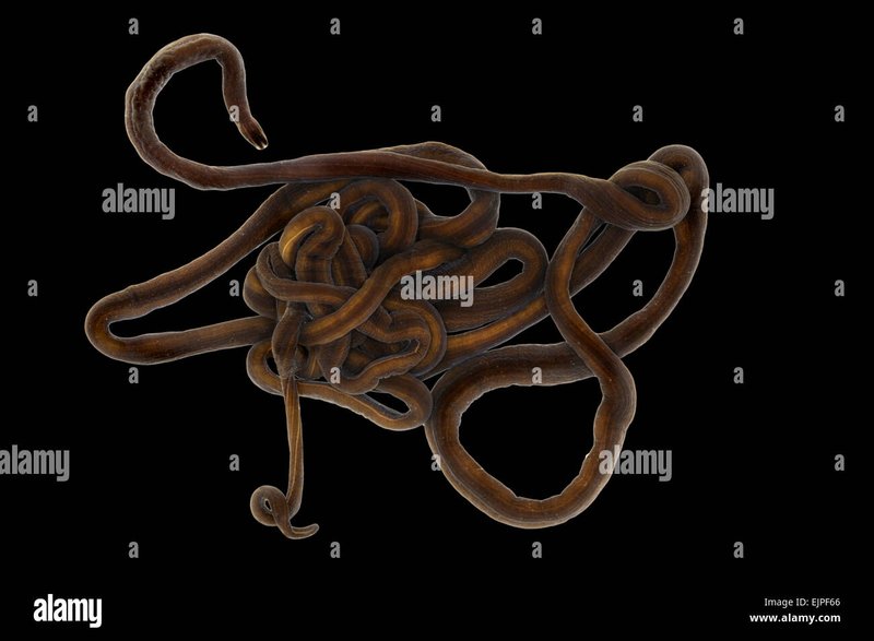 Understanding The Nervous System Of Bootlace Worms