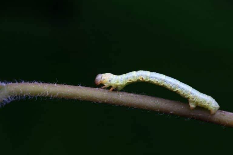 Understanding The Pupation Process Of Inchworms