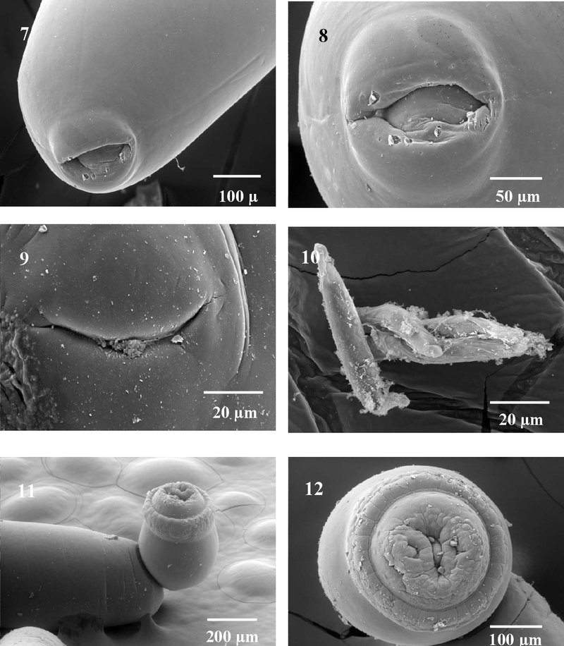 Using Acanthocephala In School Science Demonstrations