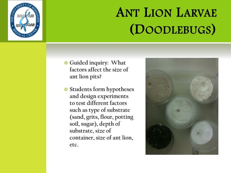 Using Ant Lion Larvae In School Science Demonstrations