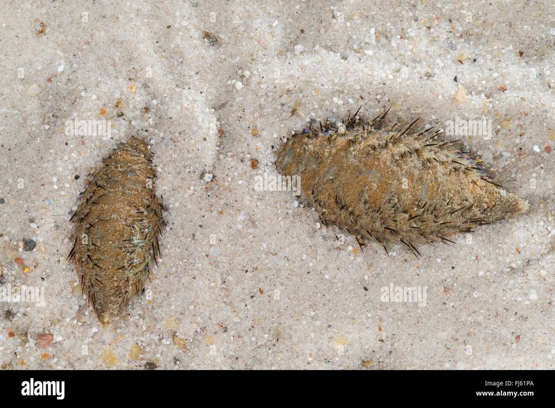 Using Aphrodite Aculeata For Environmental Monitoring Or Bioindication