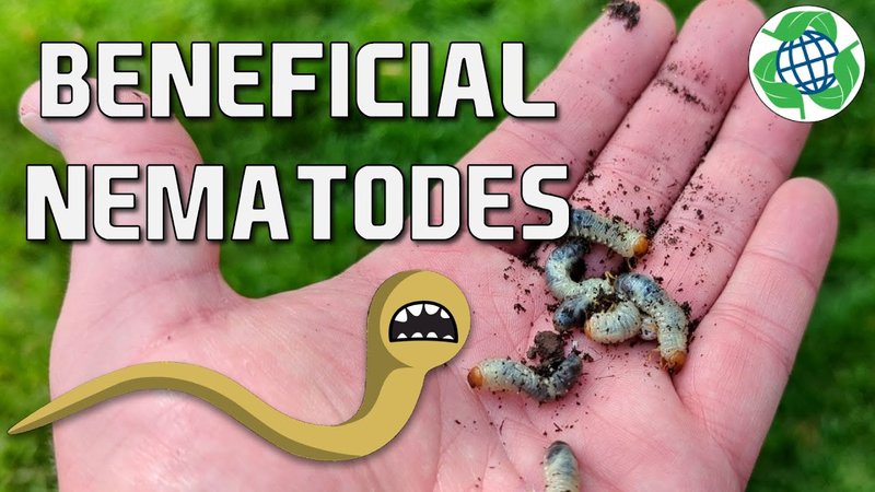 Using Beneficial Nematodes To Suppress Hammerhead Worms
