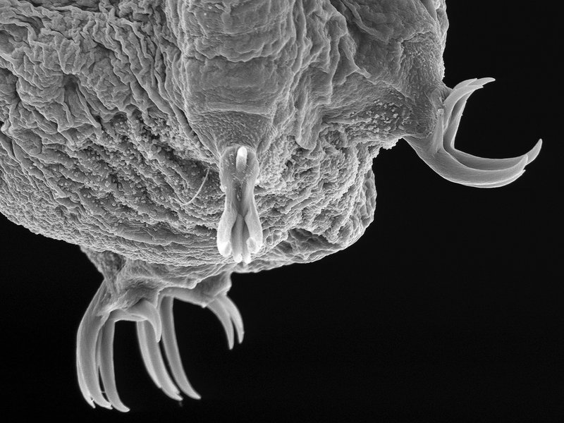 Using Bone-Eating Worm In School Science Demonstrations
