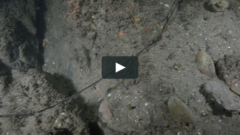 Using Cameras To Document Bootlace Worm Movements