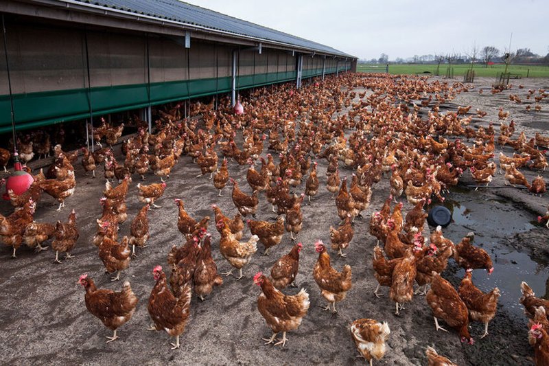 Using Chickens To Control Grub Worm Populations