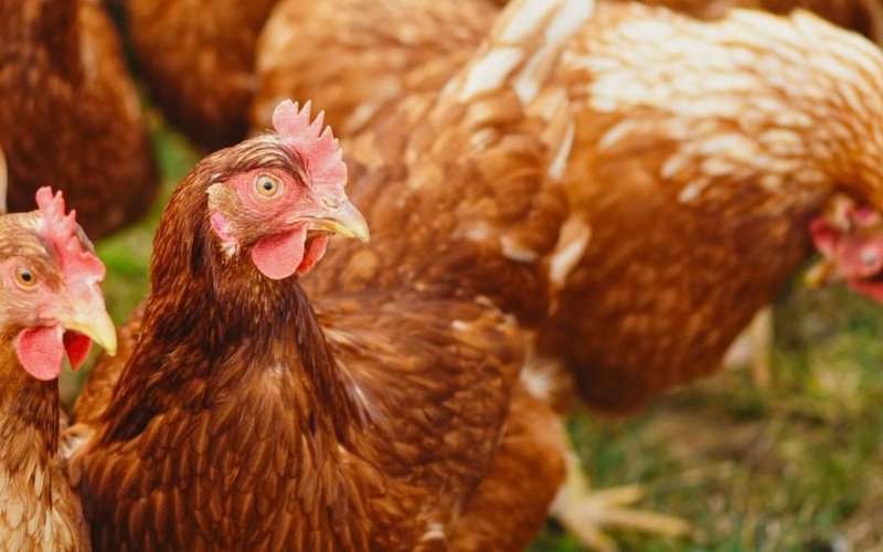 Using Chickens To Control Grub Worm Populations