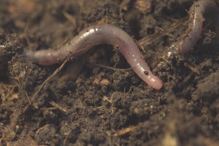 Using Earthworms To Rehabilitate Depleted Soils