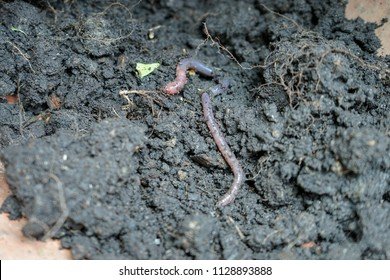Using Earthworms To Rehabilitate Depleted Soils