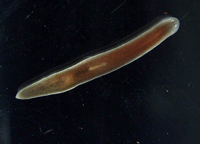 Using Flatworm For Environmental Monitoring Or Bioindication