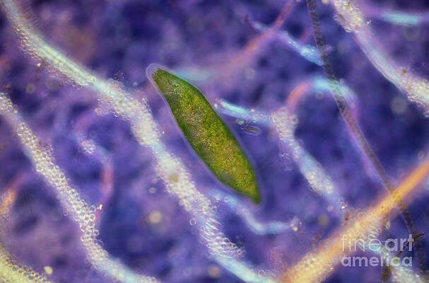 Using Flatworm In School Science Demonstrations