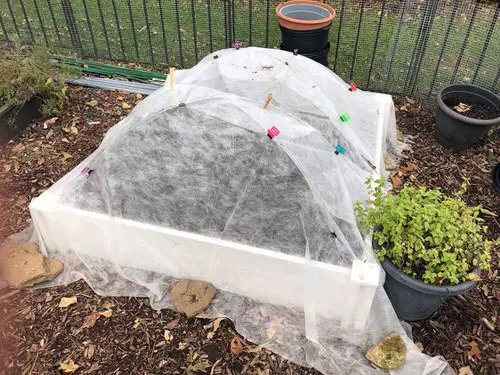 Using Floating Row Covers To Prevent Hornworm Access