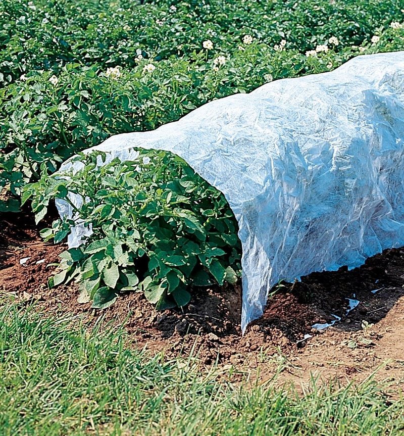 Using Floating Row Covers To Prevent Hornworm Access