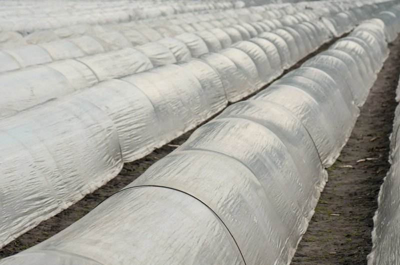 Using Floating Row Covers To Prevent Hornworm Access