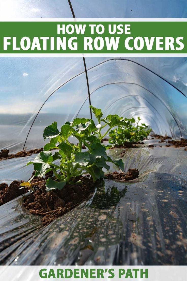 Using Floating Row Covers To Prevent Hornworm Access