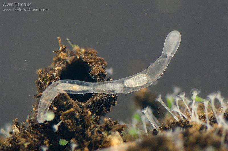 Using Freshwater Oligochaete For Environmental Monitoring Or Bioindication