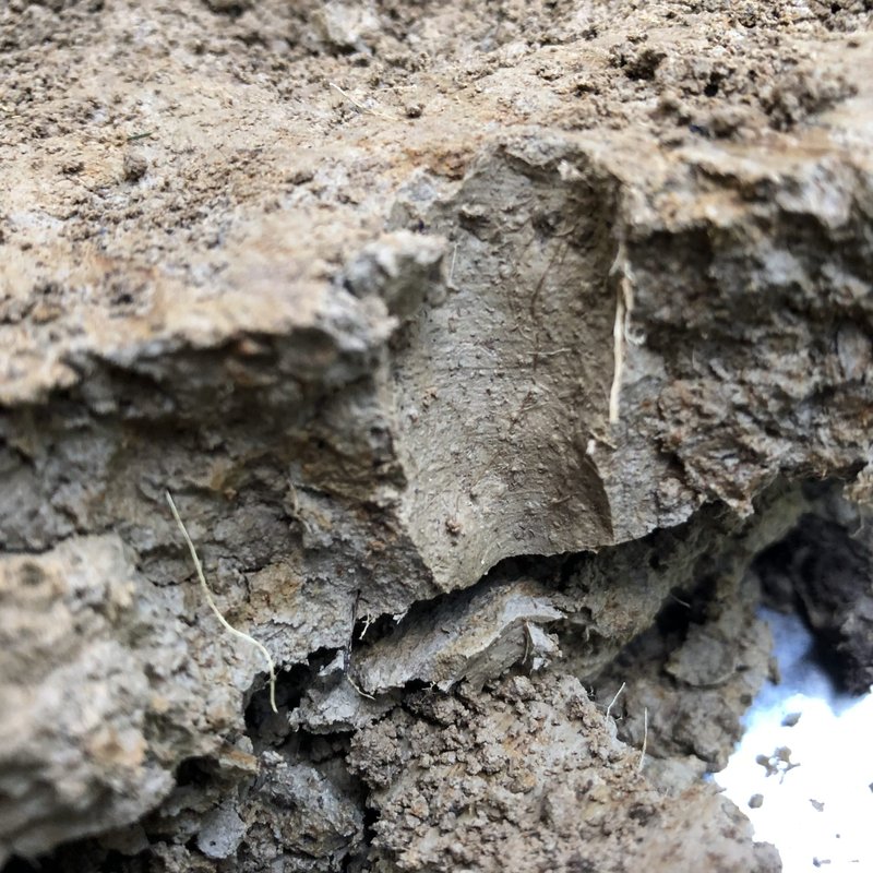 Using Giant Gippsland Earthworm For Environmental Monitoring Or Bioindication