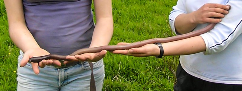 Using Giant Gippsland Earthworm In School Science Demonstrations