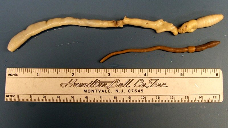 Using Giant Palouse Earthworm For Environmental Monitoring Or Bioindication