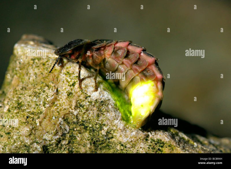 Using Glowworm (Insect) For Environmental Monitoring Or Bioindication