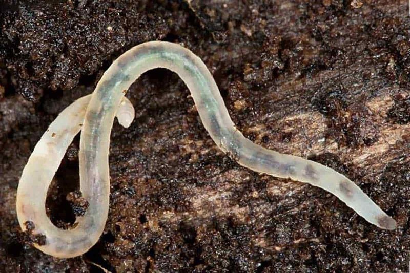 Using Grindal Worm For Environmental Monitoring Or Bioindication