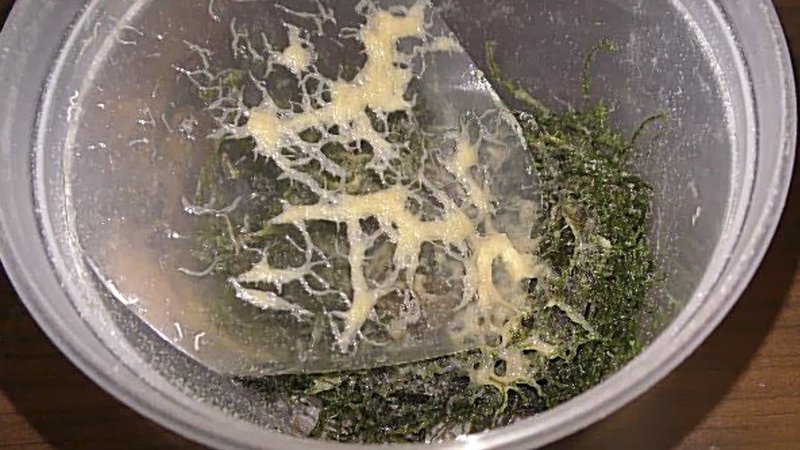Using Grindal Worm In School Science Demonstrations