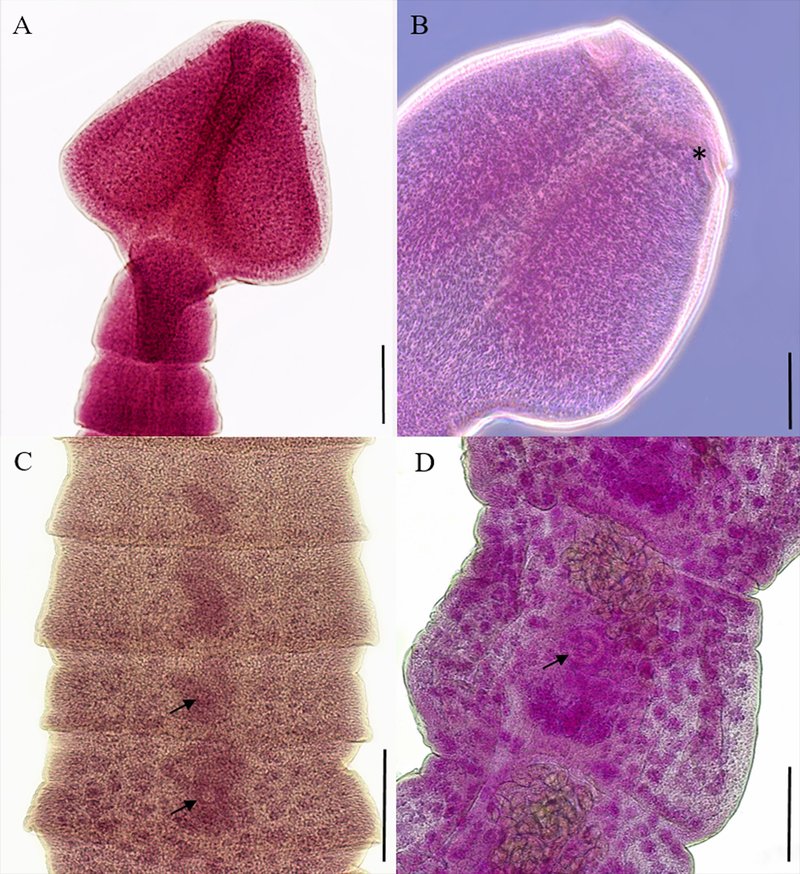 Using Guppy Tapeworm For Environmental Monitoring Or Bioindication