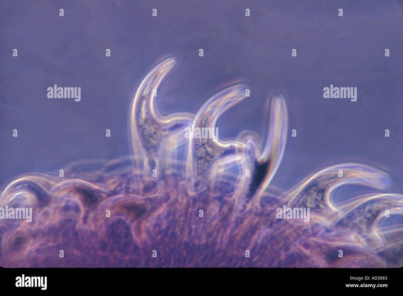Using Guppy Tapeworm In School Science Demonstrations