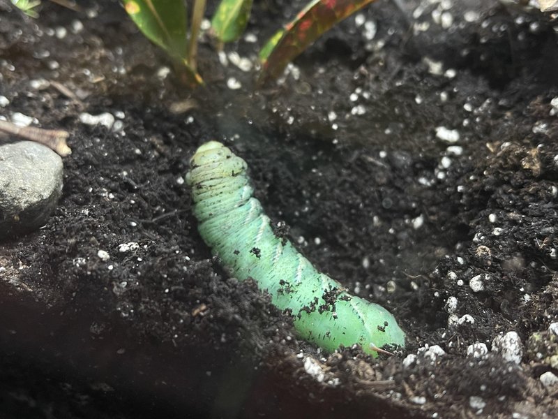 Using Hornworms In Entomology Classes