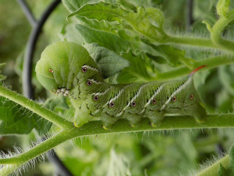 Using Hornworms In Entomology Classes