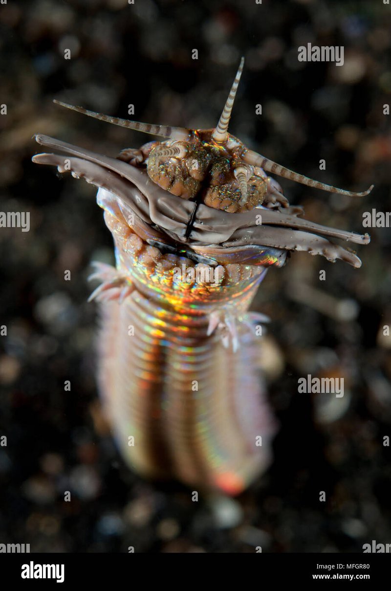 Using Infrared Cameras To Watch Bobbit Worms