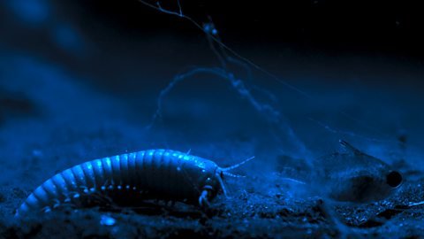 Using Infrared Cameras To Watch Bobbit Worms