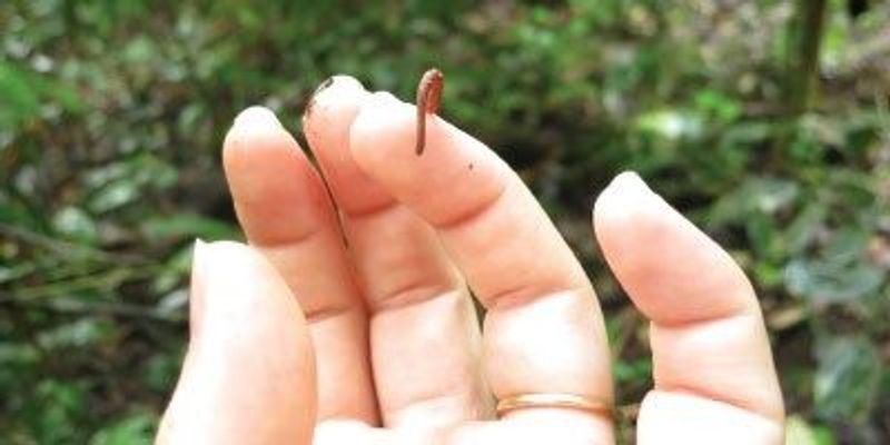 Using Leech For Environmental Monitoring Or Bioindication