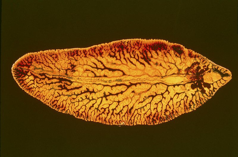 Using Liver Fluke For Environmental Monitoring Or Bioindication