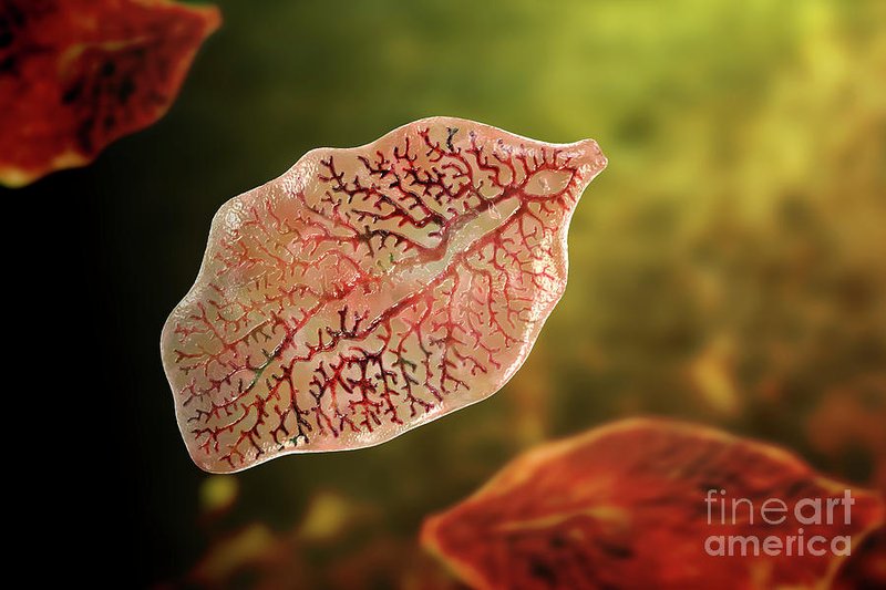 Using Liver Fluke In School Science Demonstrations