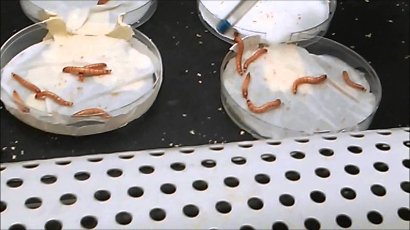 Using Mealworm In School Science Demonstrations