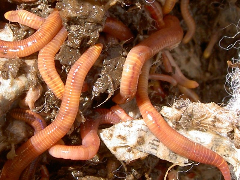 Using Mudworm For Environmental Monitoring Or Bioindication