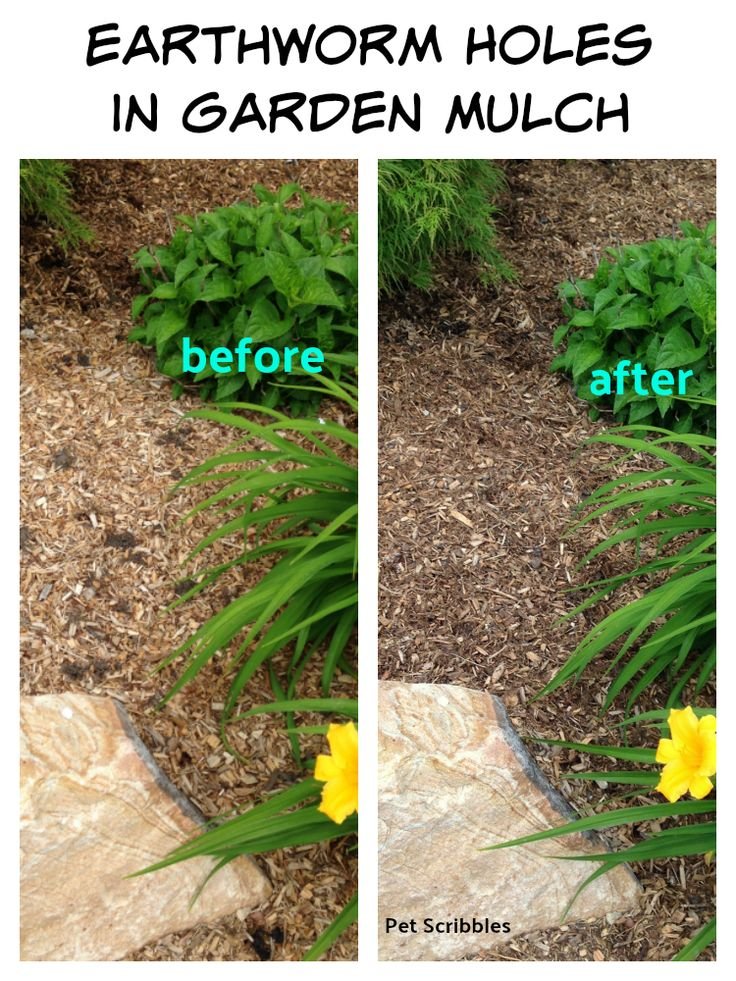 Using Mulch And Ground Covers To Deter Inchworms