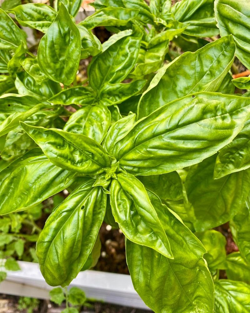 Using Mulch And Ground Covers To Deter Inchworms