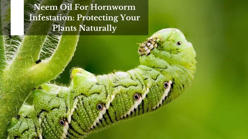 Using Neem Oil Against Hornworm Larvae