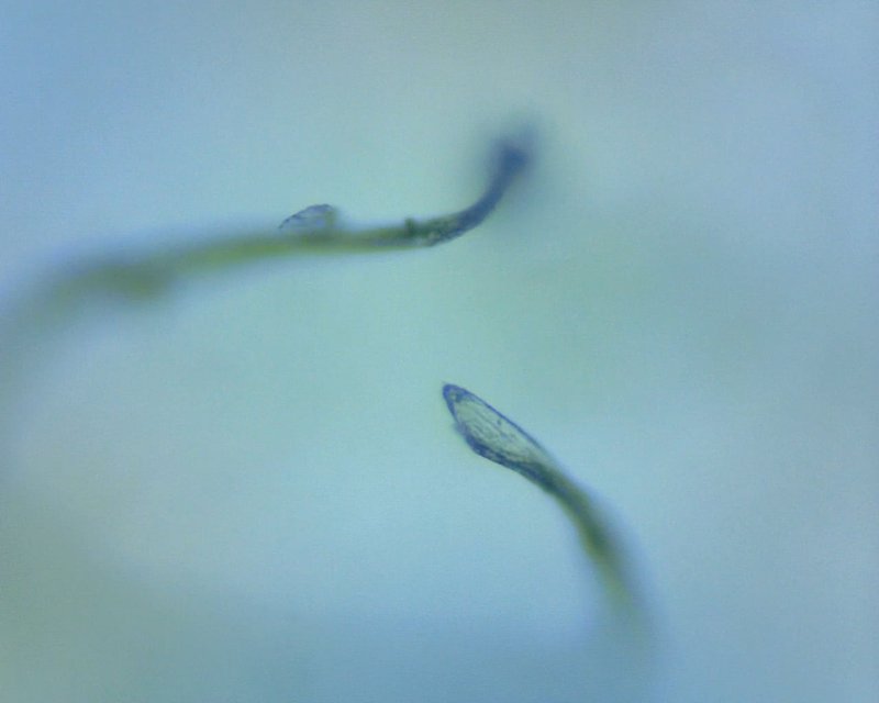 Using Nematomorph In School Science Demonstrations
