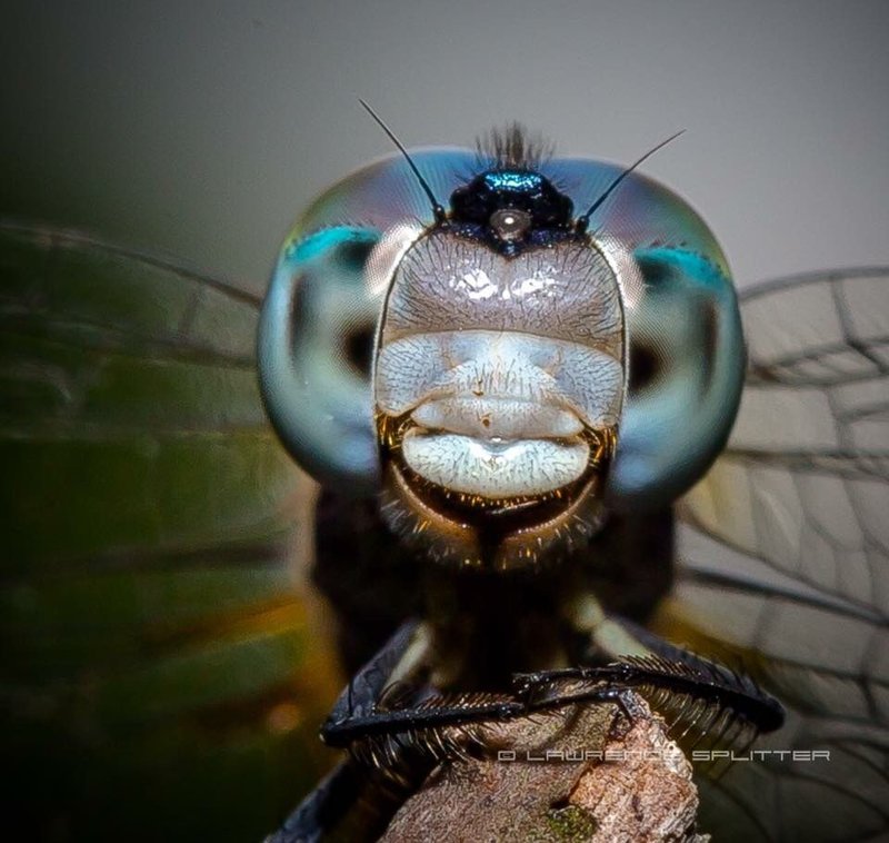Using Parasitic Wasps To Control Hornworm Populations