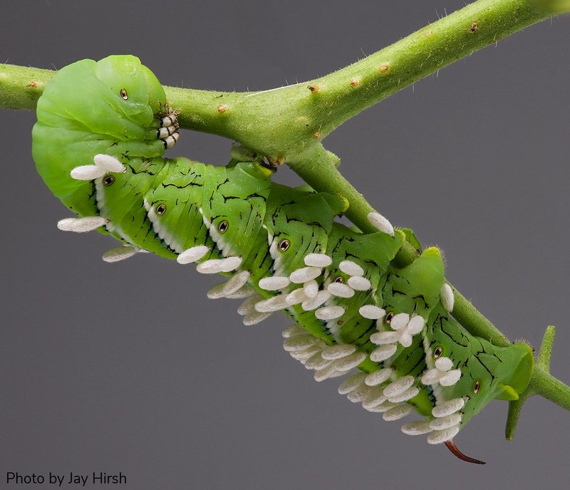 Using Parasitic Wasps To Control Hornworm Populations